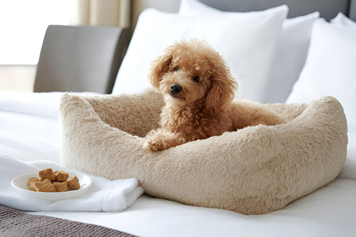 Comfortable Pet Beds For Better Rest
